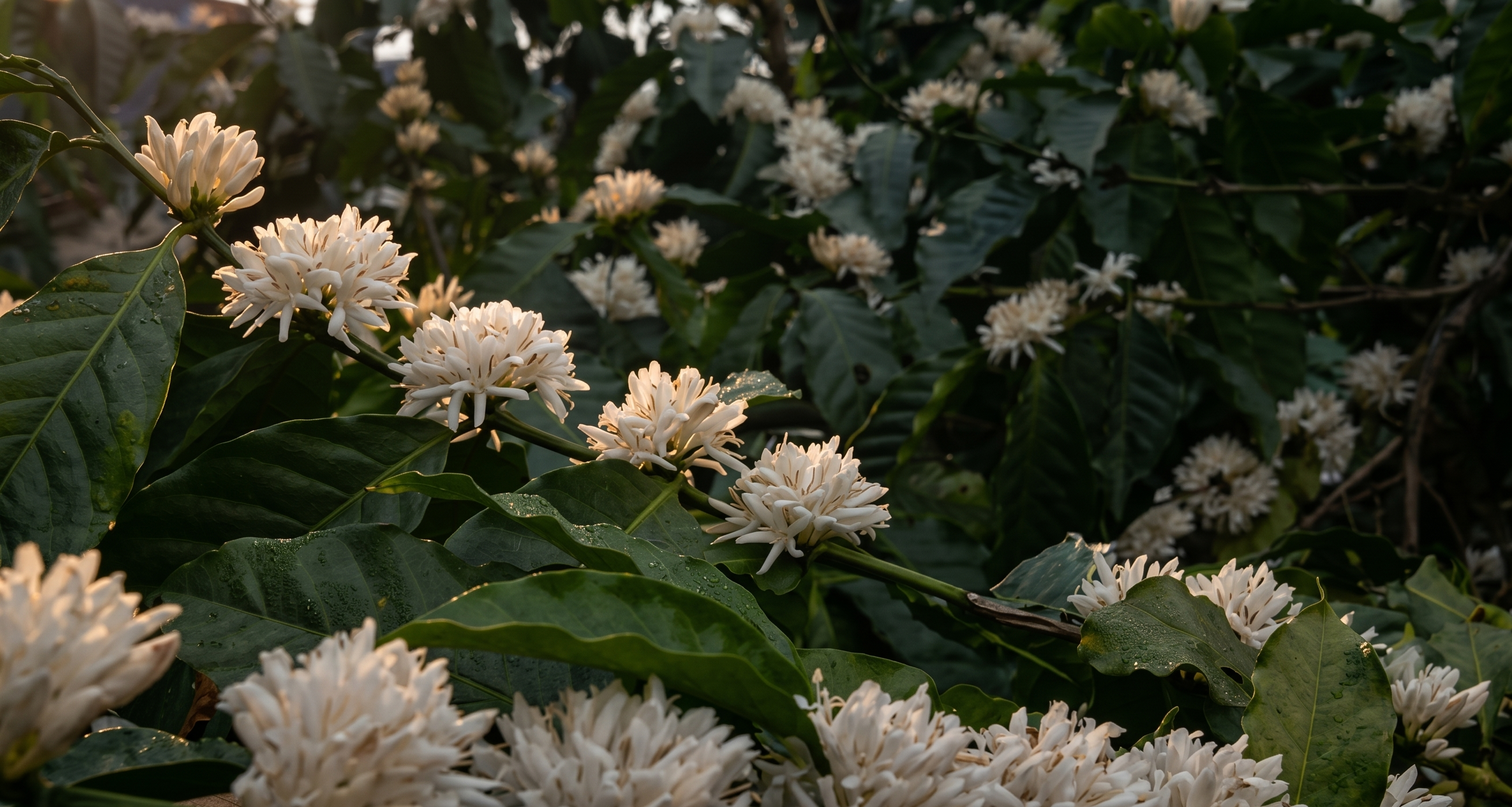 Flowering coffee blossoms
