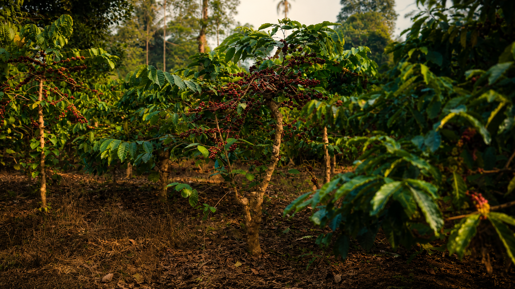 SINGLE ORIGIN